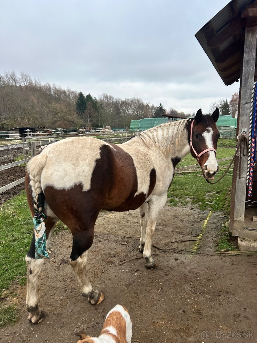 Predam kobylu 7 rokov