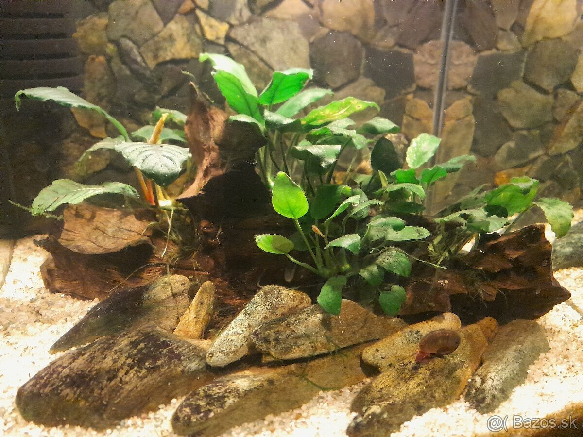 Anubias + koreň