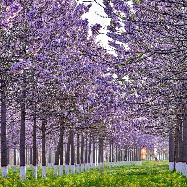 Paulownia- semena