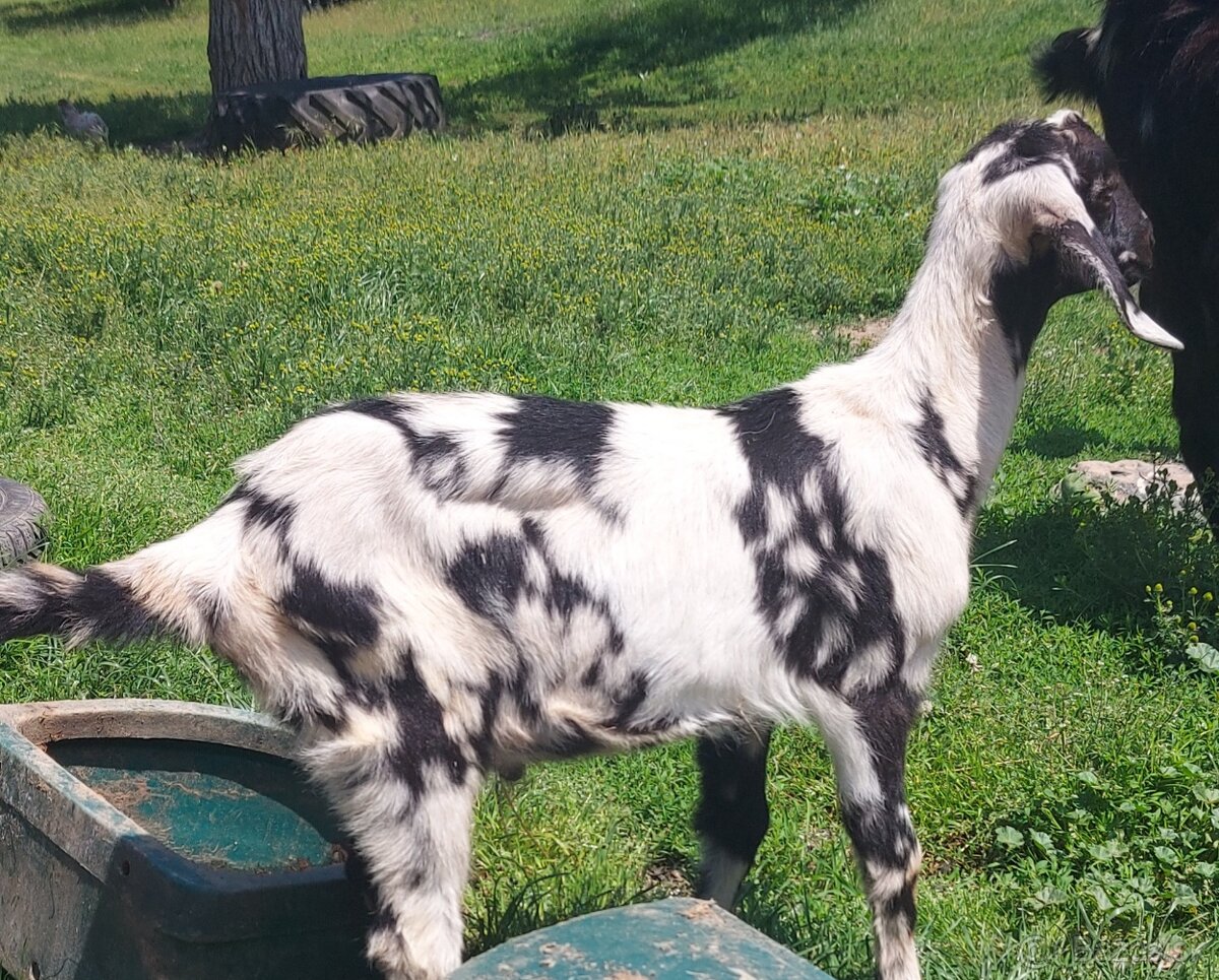 Kozliatka