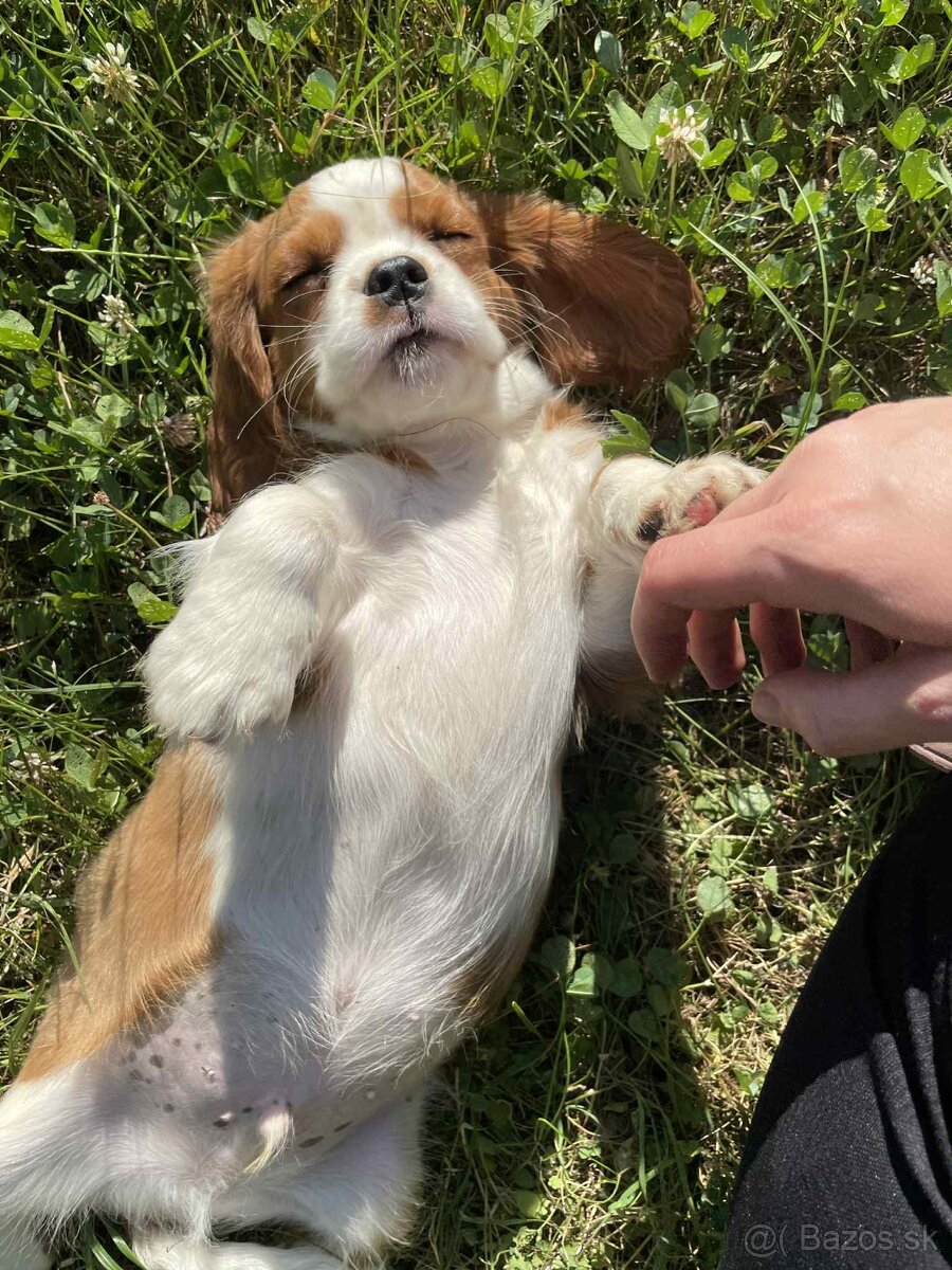 Cavalier