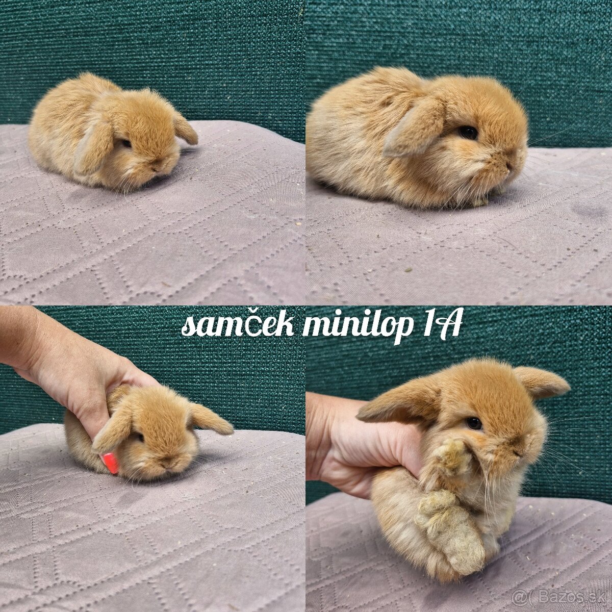 Minilop, zakrsly baranček, zakrsly kralik