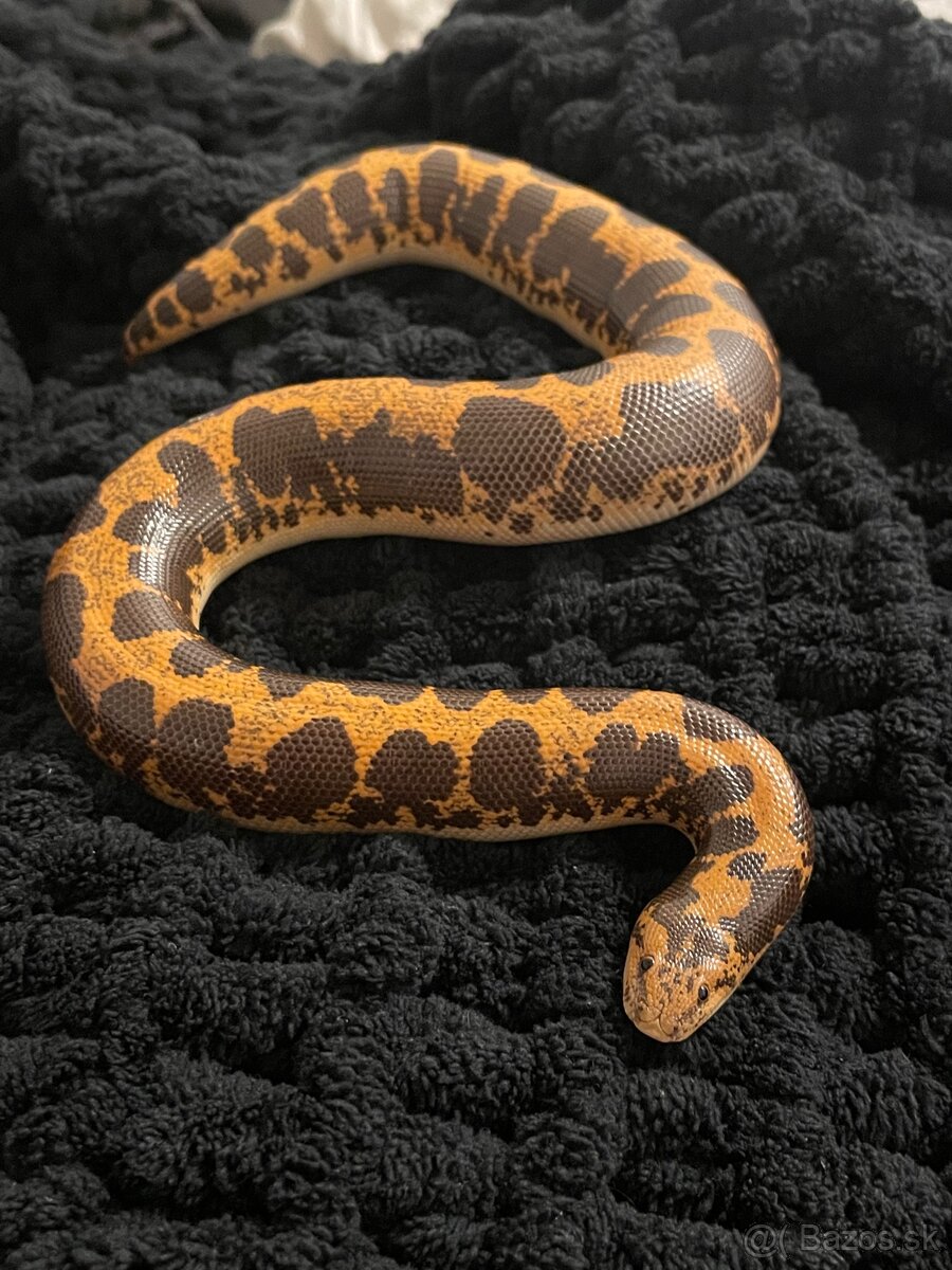 Piesocnik pestry aj s terariom /Eryx Colubrinus/