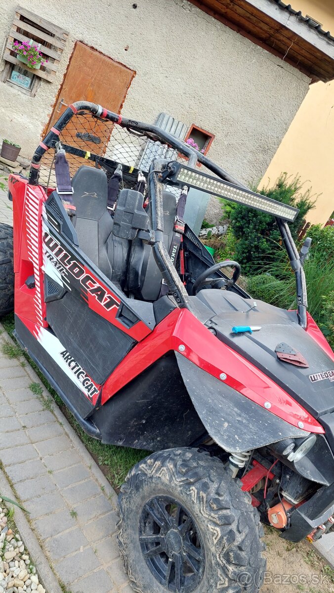 Arctic cat