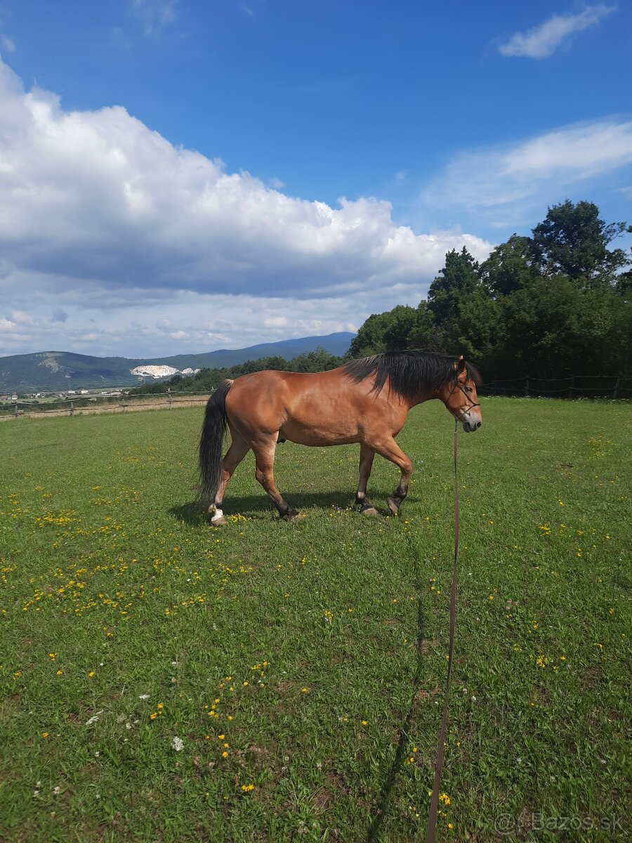 Valach na predaj
