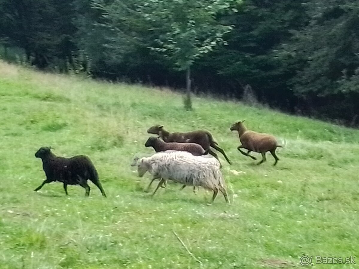 Predám quessantské mini ovečky