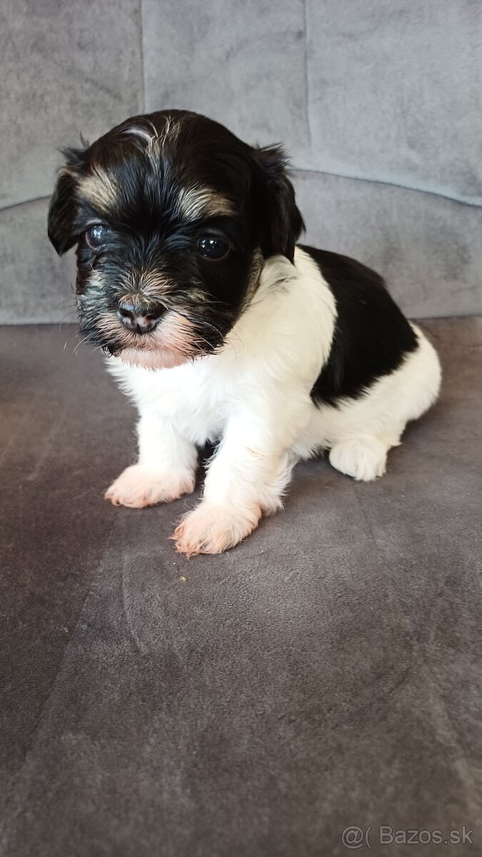 Havanský psík - štěňátka s PP