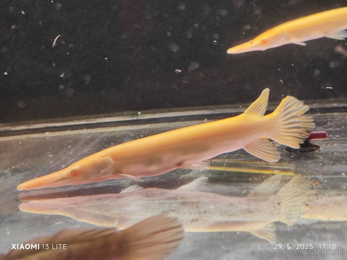 aligator gar spatula albino TOP CENA 220E +arowany