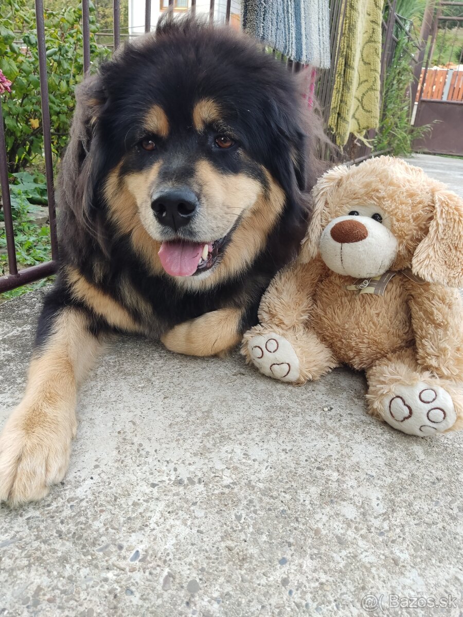 Tibetská doga
