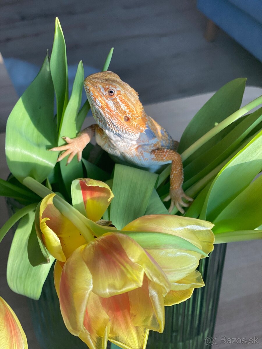 Agama Agáta