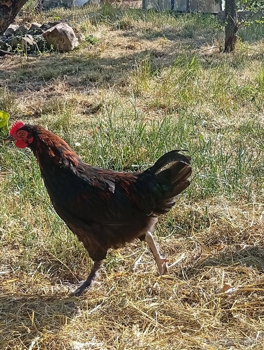 Maranska medennokrka