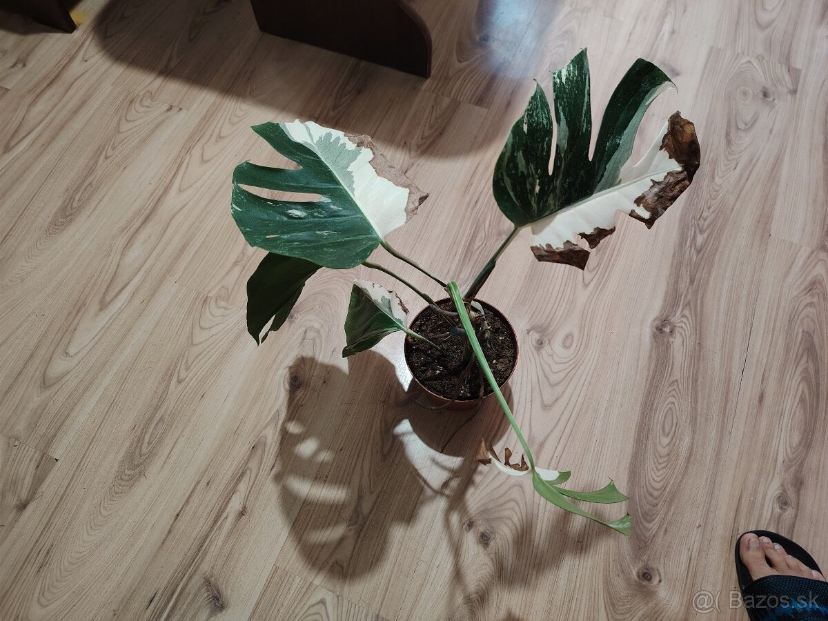 Monstera ALBO