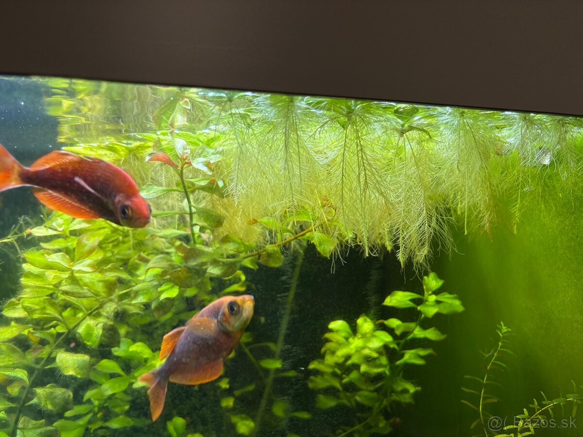 Javsky mach cryptocoryne najas