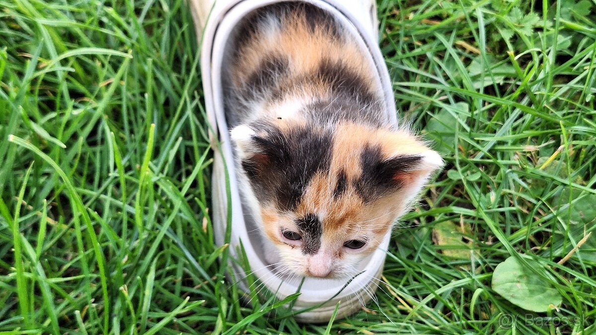 Darujem mačičku, mačiatka