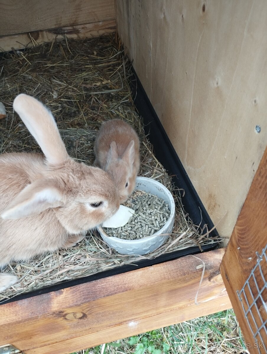 Burgundsky králik - samica aj samec nar. 28.7.25
