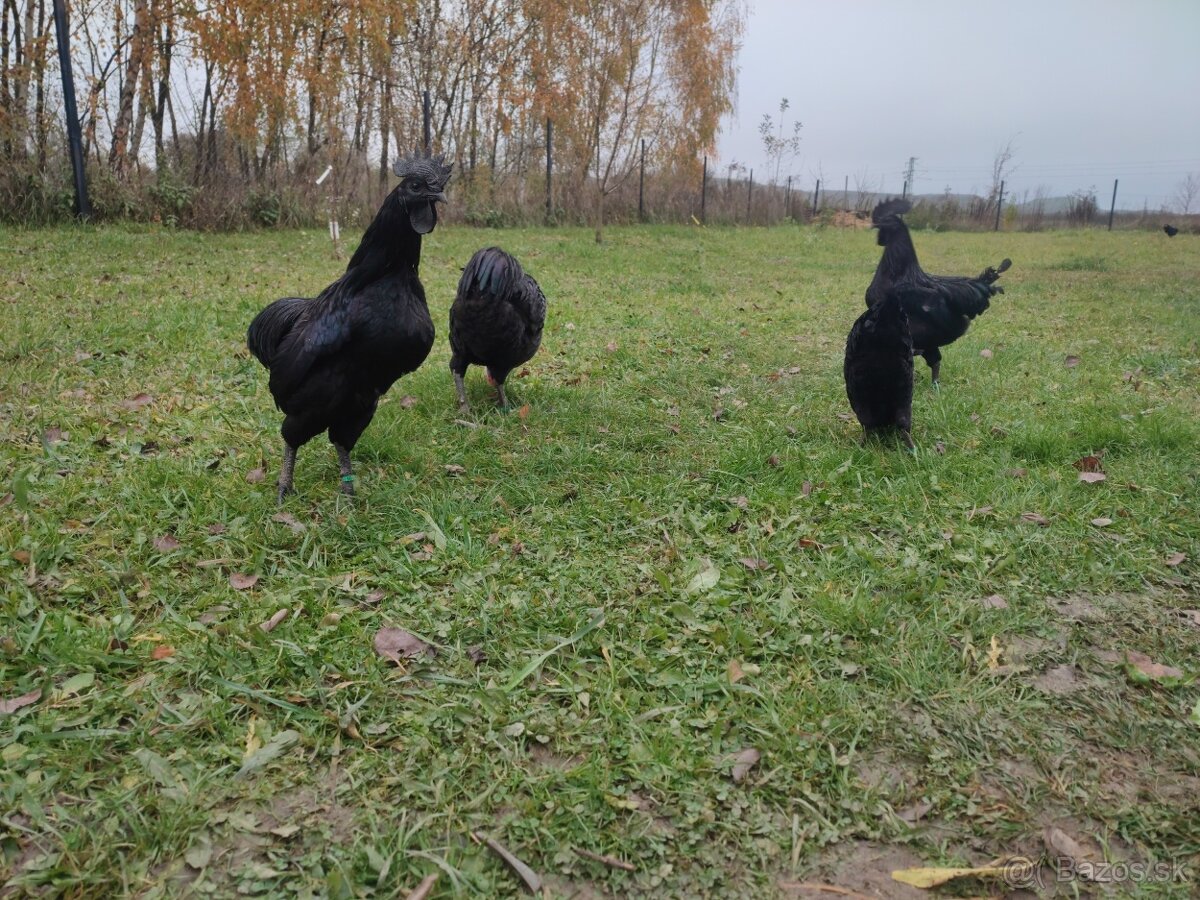 Forverka,Lafleška, AyamCemani, Hempširka