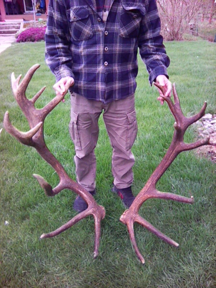 Jelenie zhody predaj