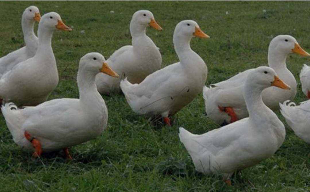 kacka brojlerova