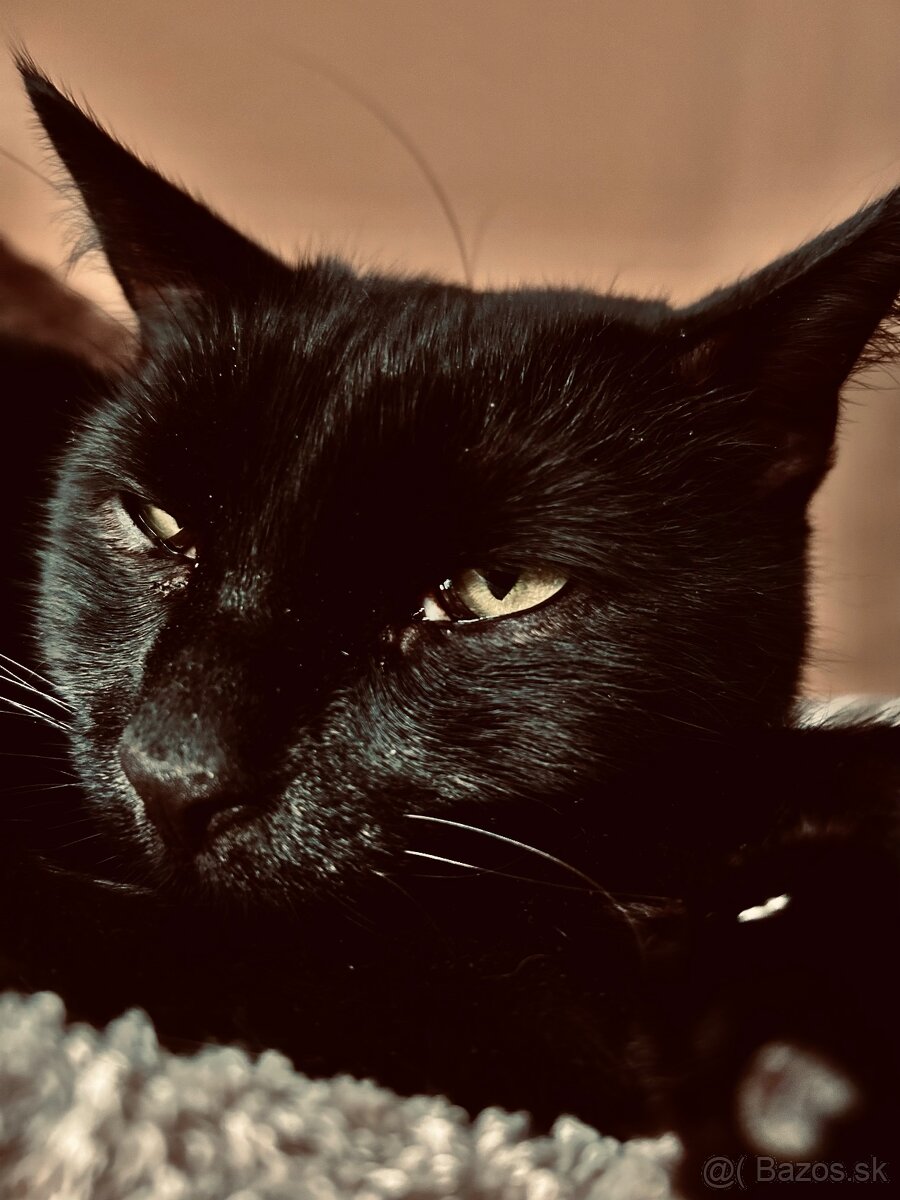 Kocúrik Batman:)