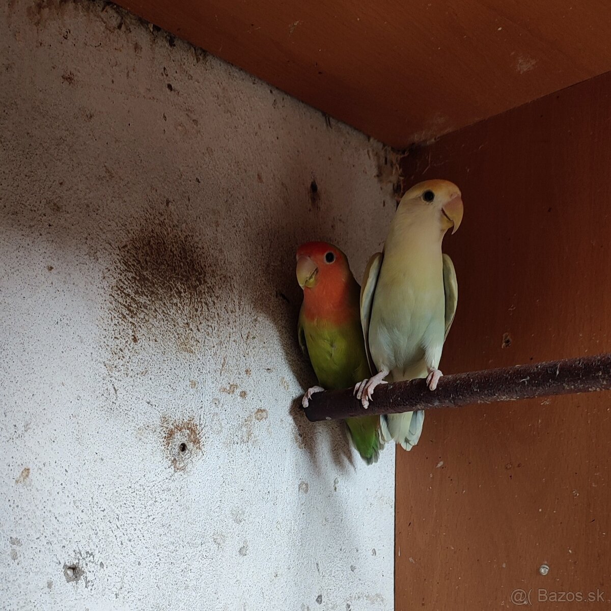Agapornis Ružovohrdlý - 2 samičky