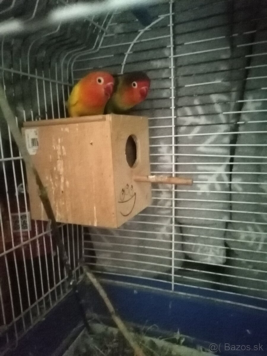 Agapornis