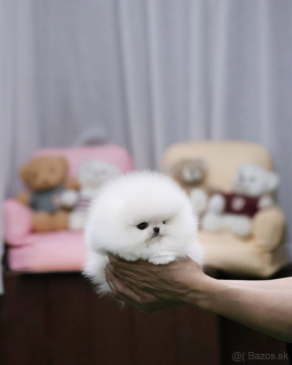 Pomeranian šteniatka