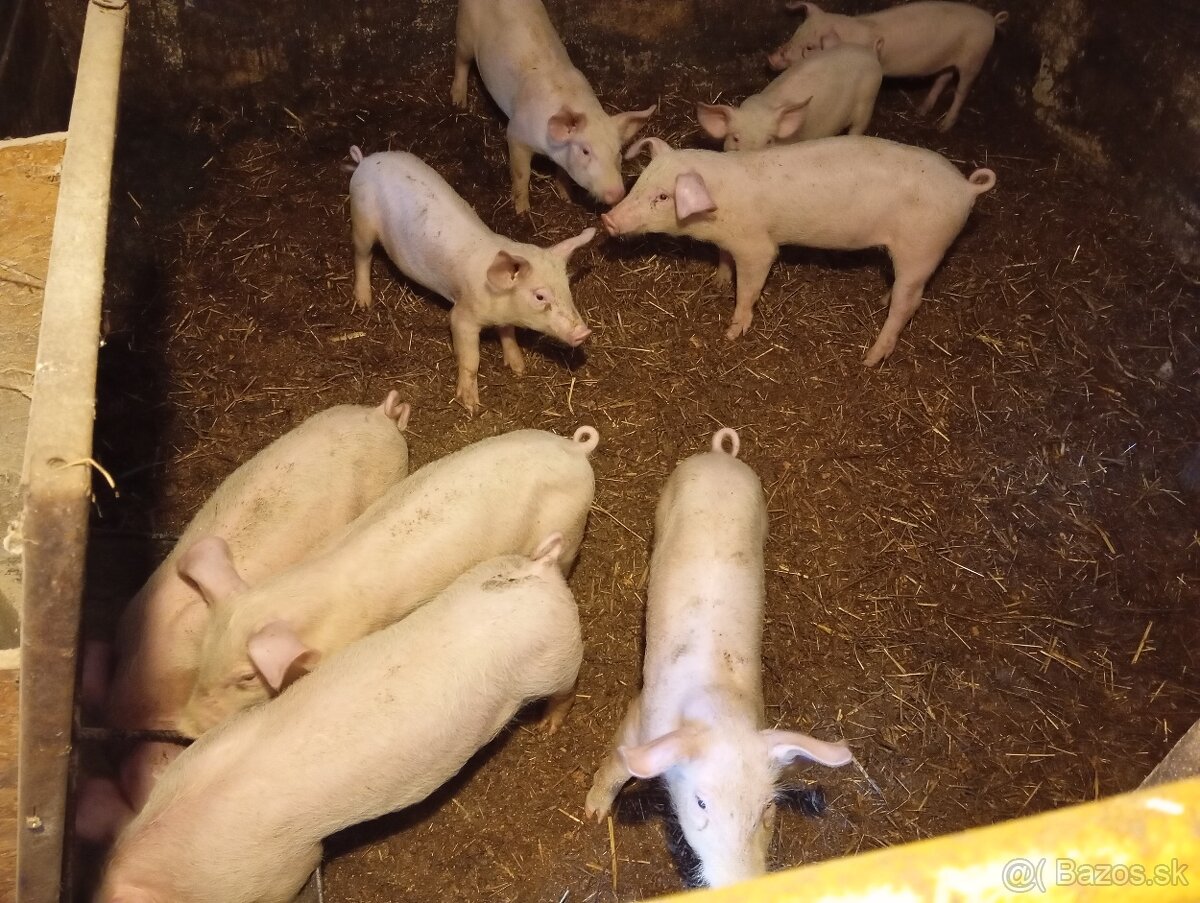 Odstavčata
