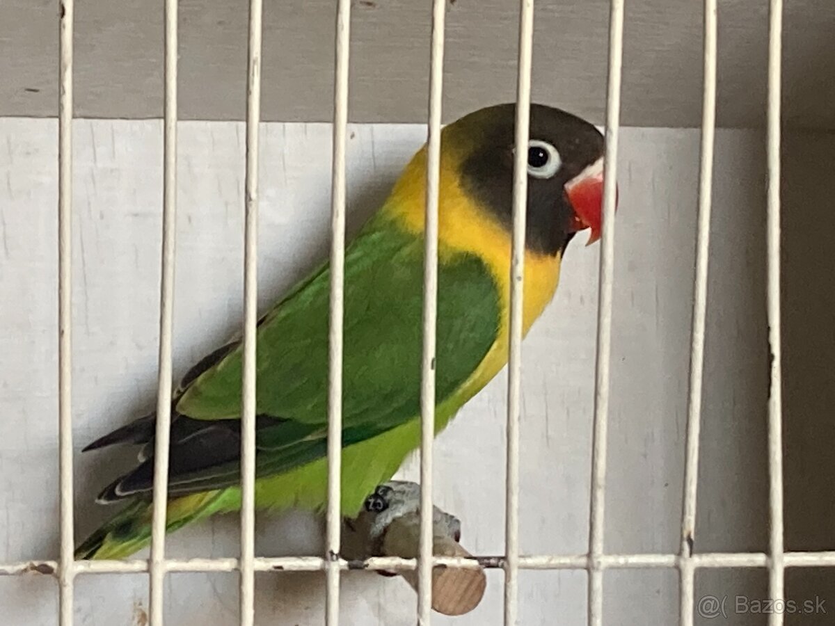 Agapornis škraboškový