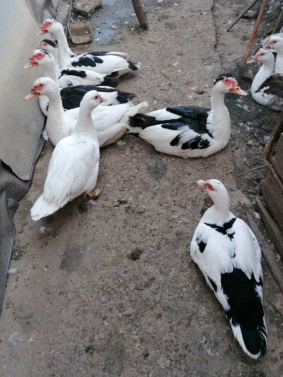 Predám mladé čínske kačice - kačice pižmové