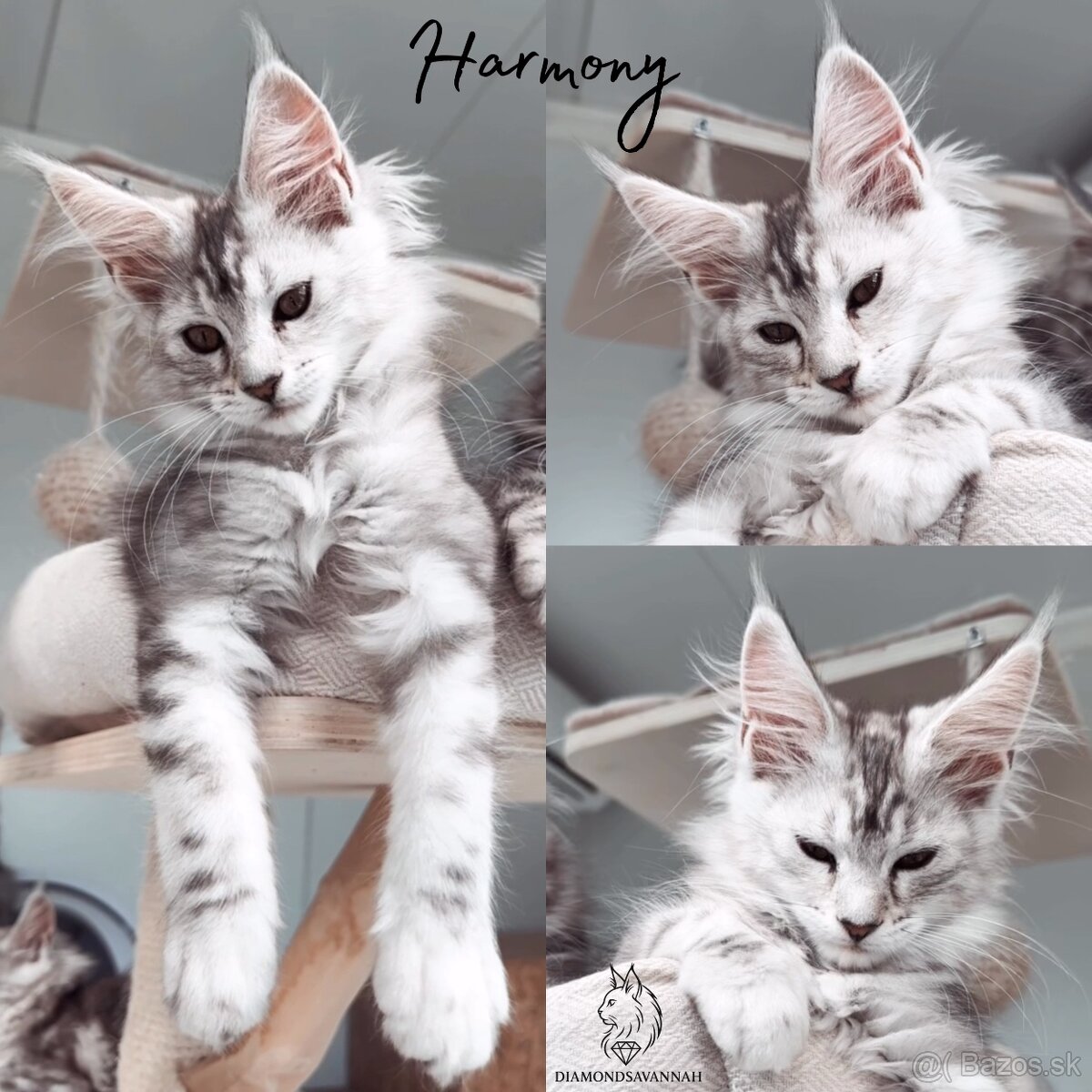 Harmony Mainská Myvalia Maine Coon