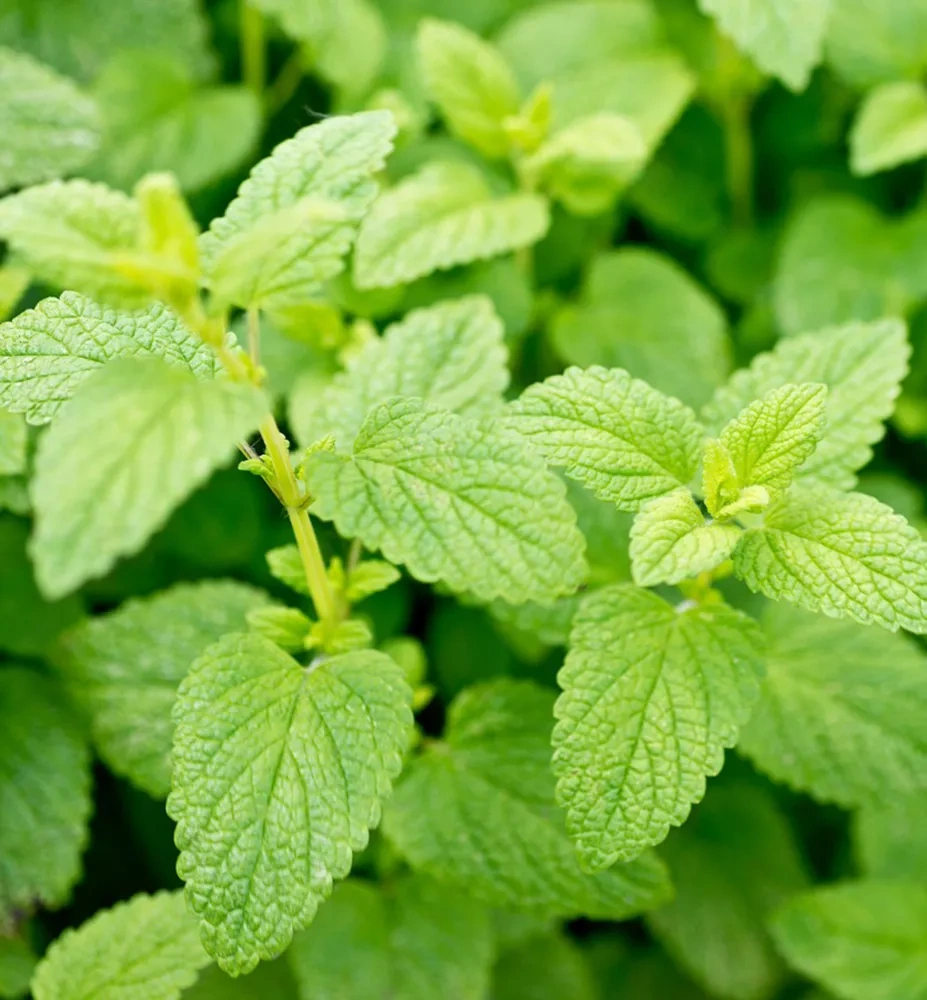 Medovka - medonosná, nenáročná trvalka