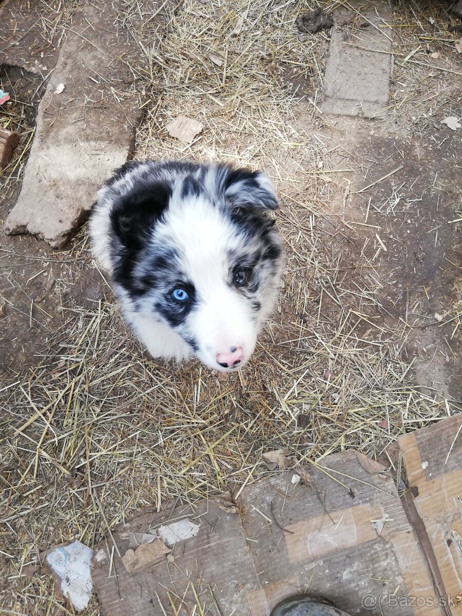 Borderkolia psíkovia