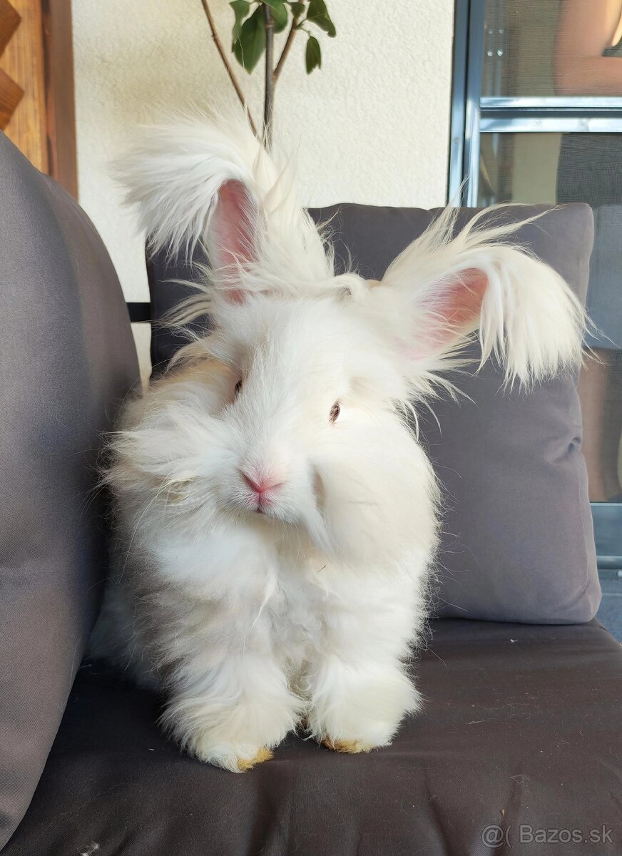 Anglická angora 🩵