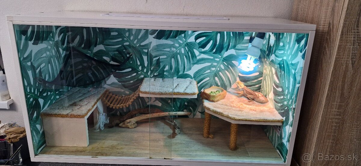 Terarium s agamou