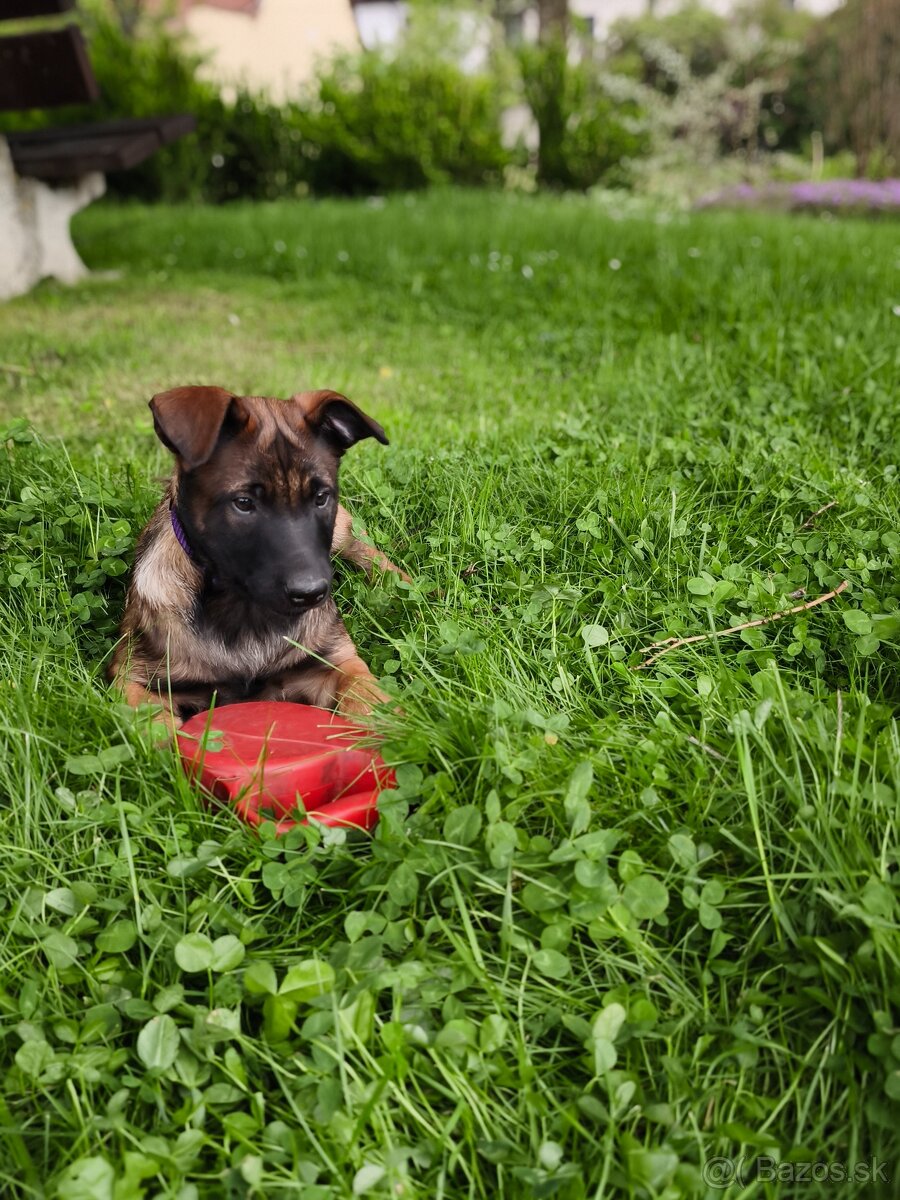 Belgický ovčák malinois