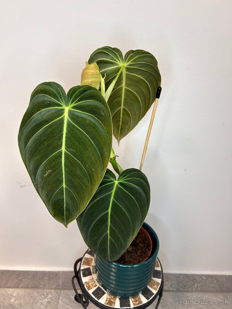 Philodendron melanochrysum