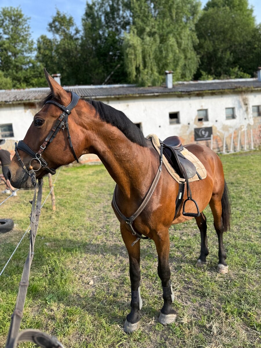Kobylka