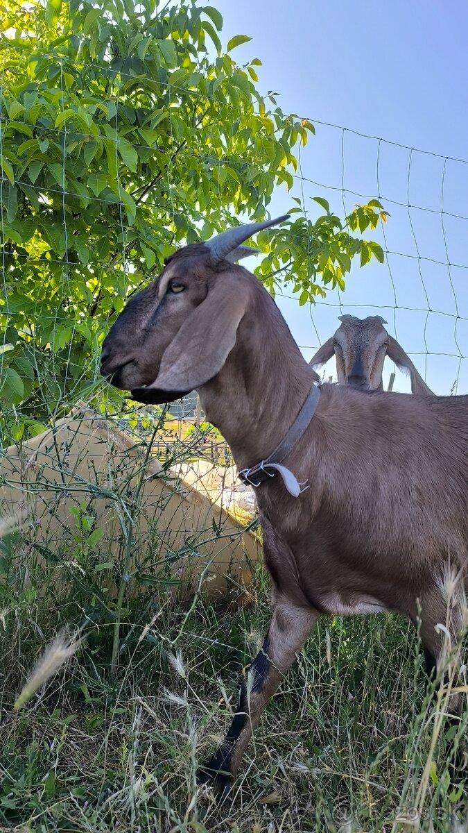 Anglonub.kozy a capko