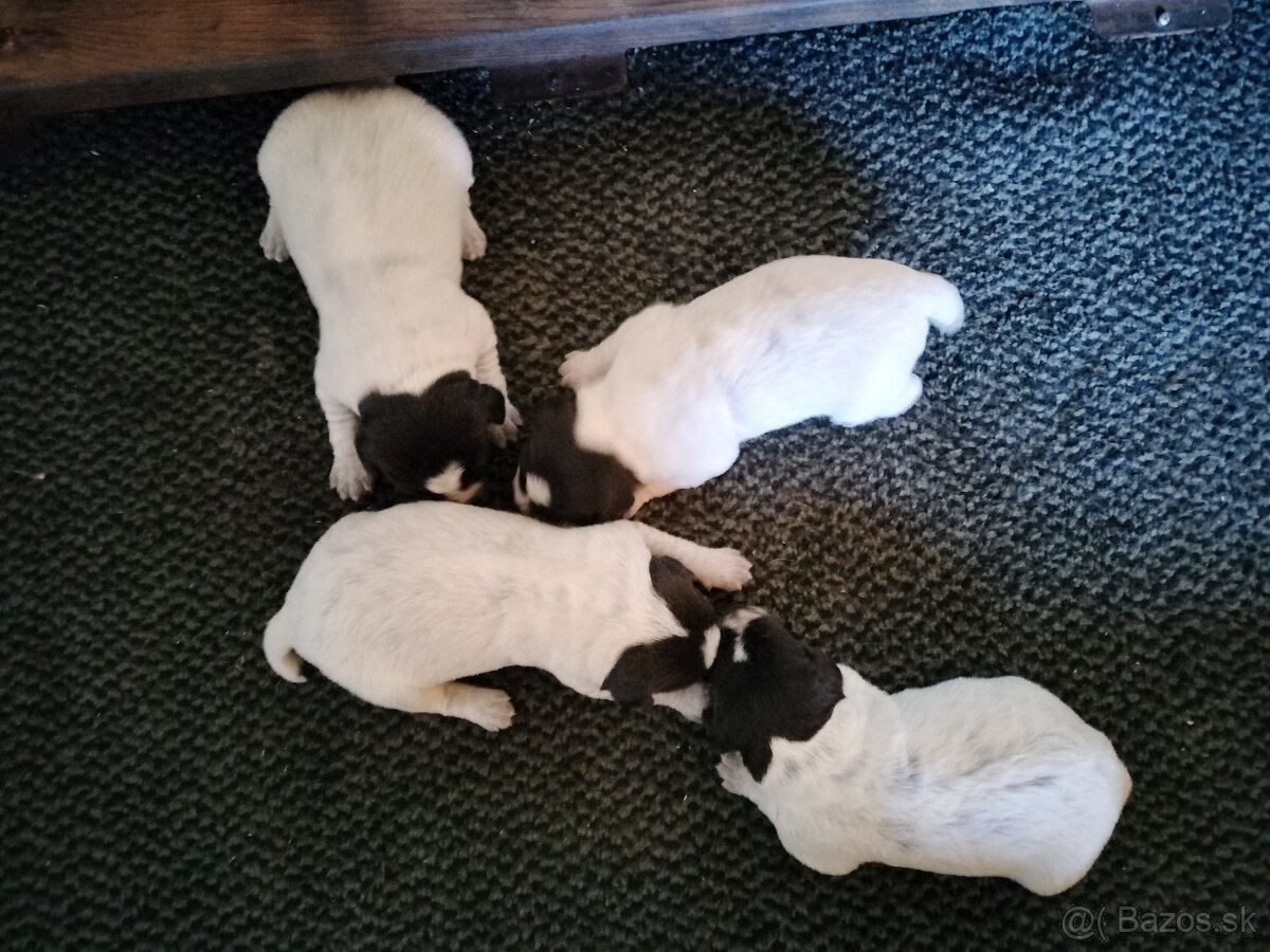 Český fúzač šteniatka