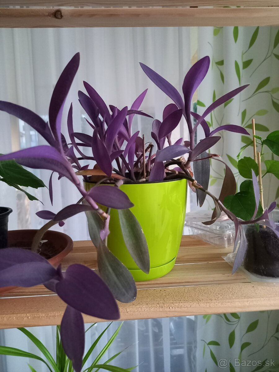 Tradeskancia fialová , croton , nádchovník, čínska ruža