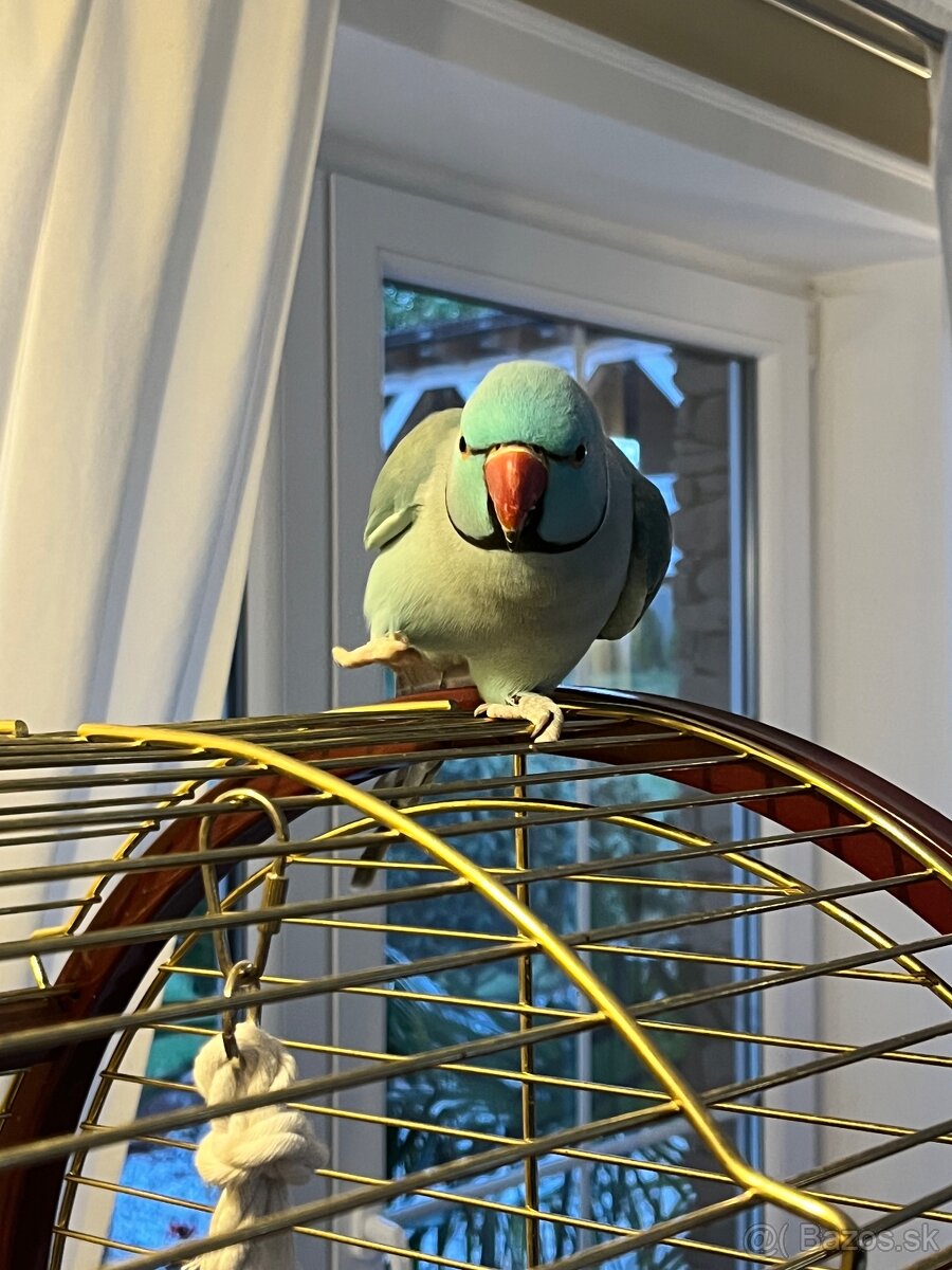 Alexander malý + klietka