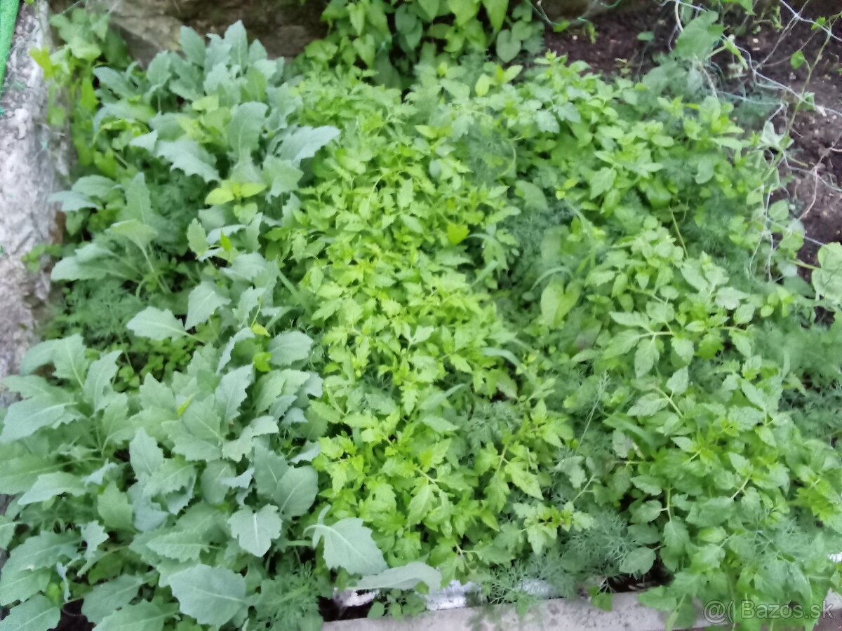 Planty kaleráb 0.30€ paradajky 0.50 €