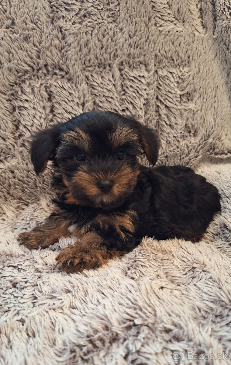 Yorkshire mini