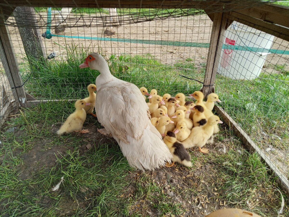 Pižmové kačičky.