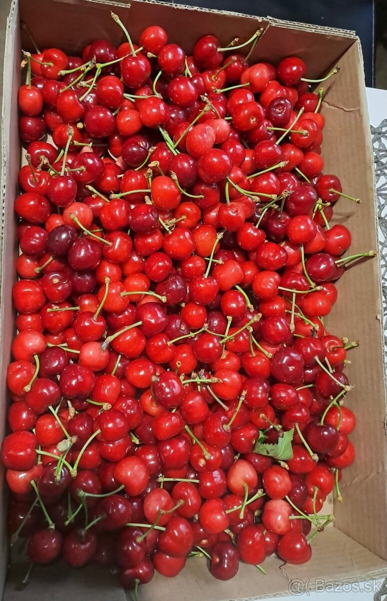 Čerešne “májovky”