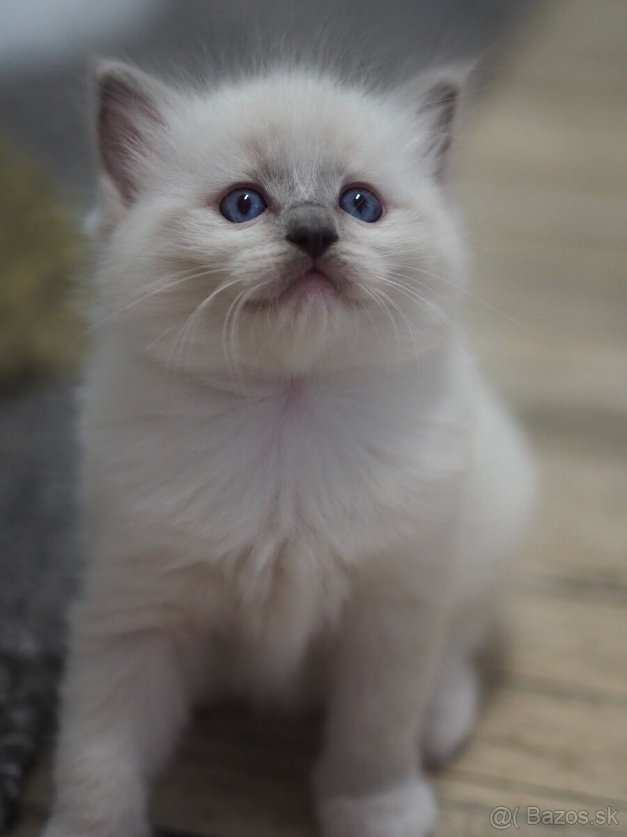 Ragdoll s PP