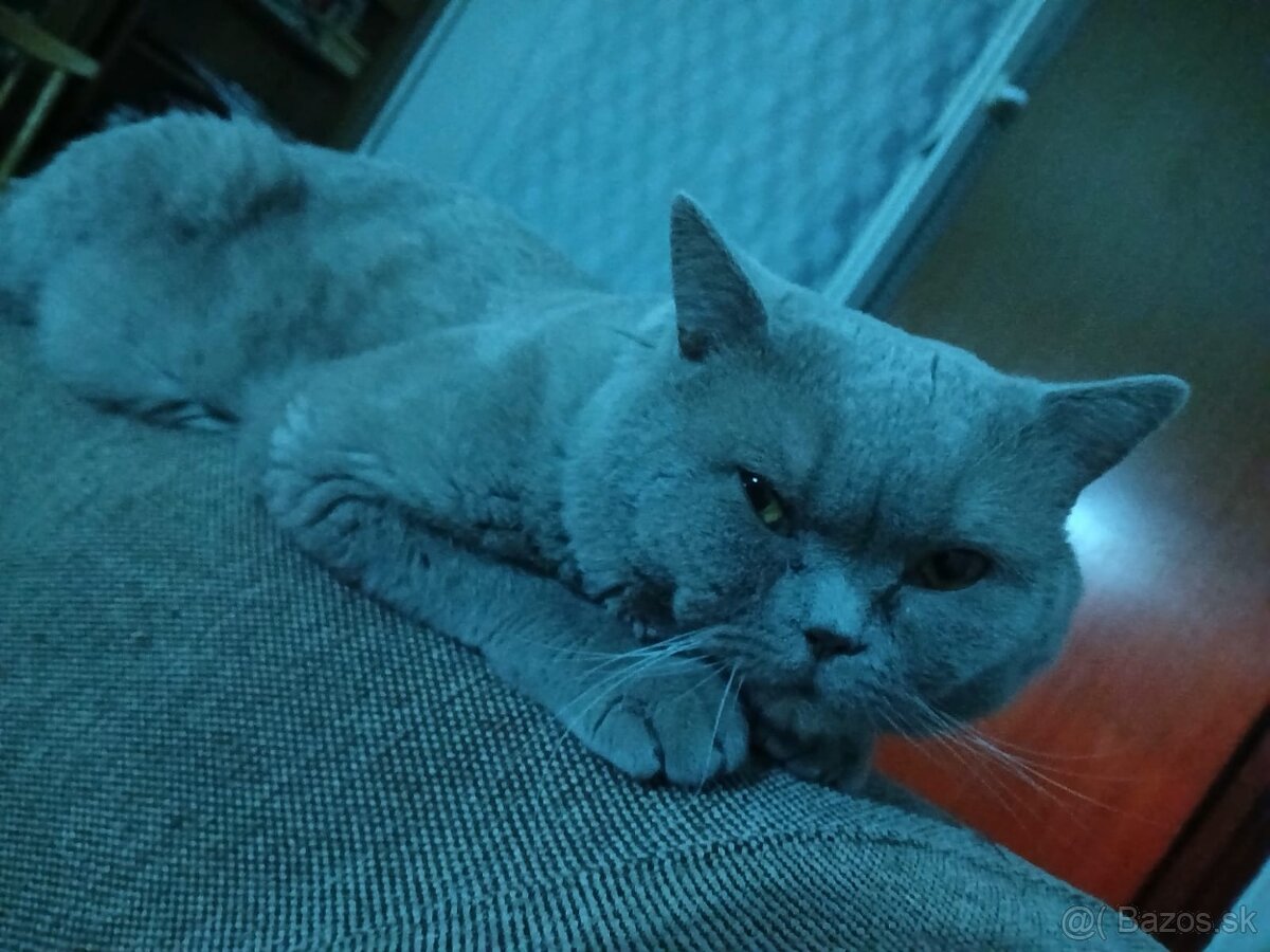 Britský kratkosrsty kocur