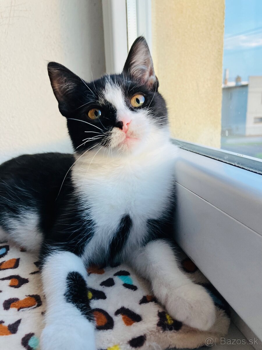 Adoptujeme krásne mačičky