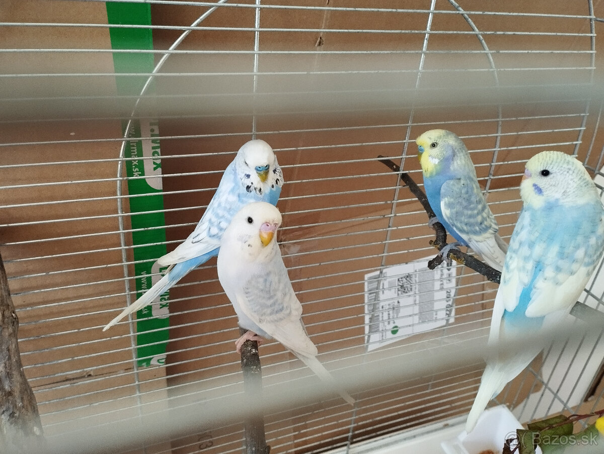 Predám andulky z búdok vyletané v auguste