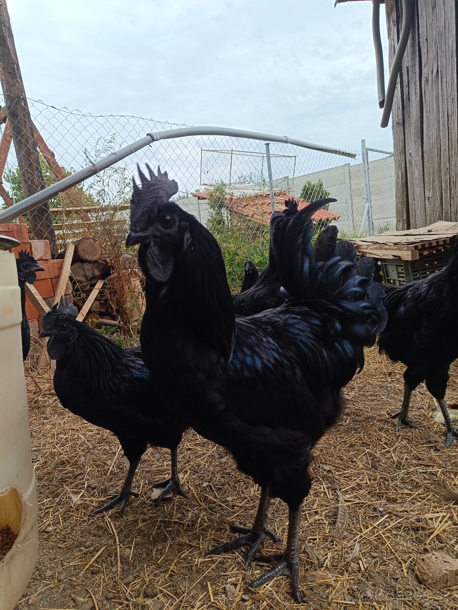 Ayam cemani